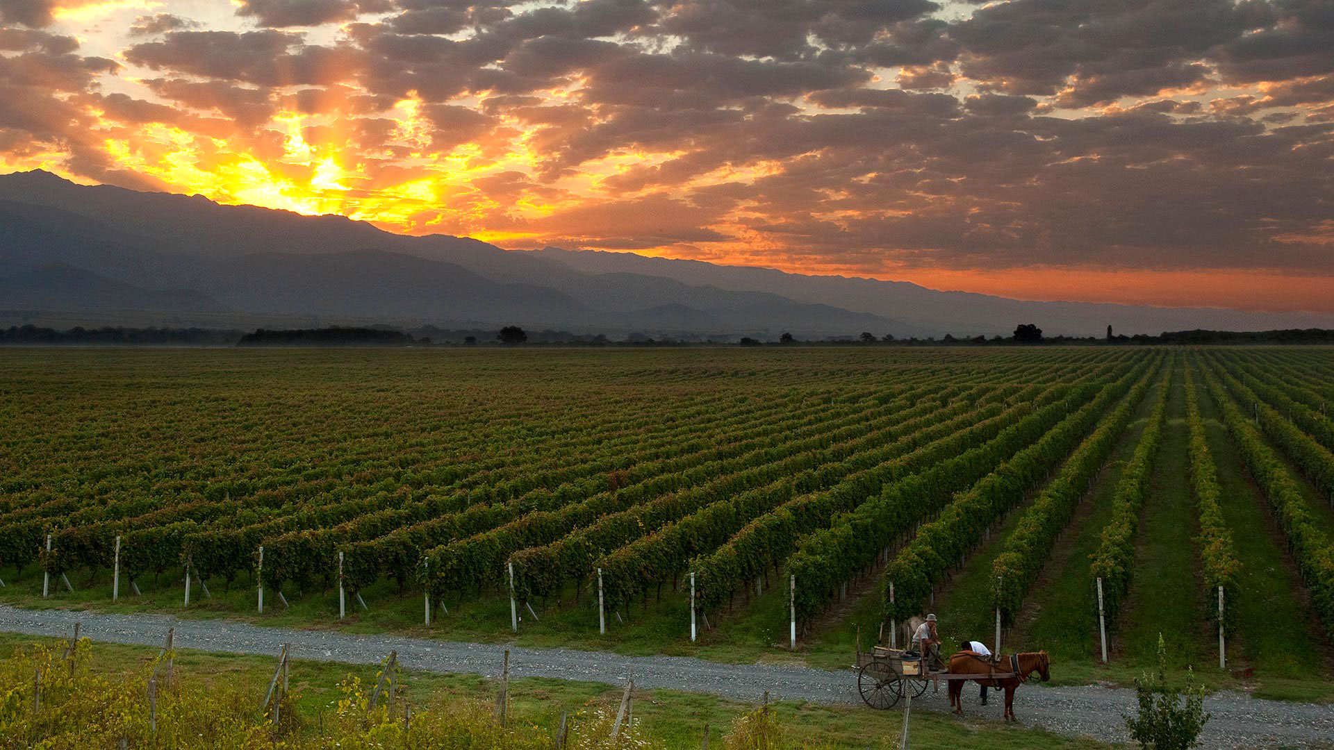 Giuani Winery